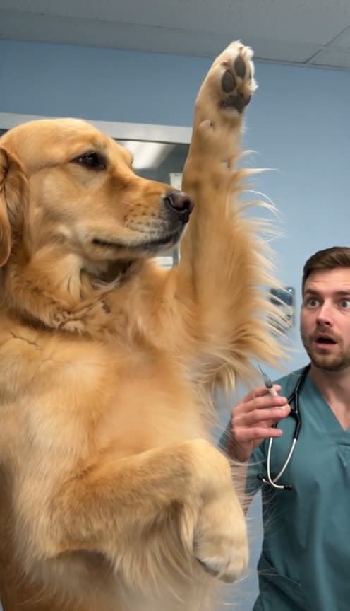 Kung Fu Vet Visit example still